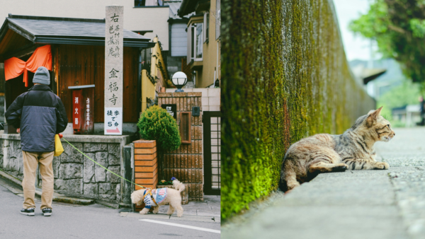 日本の犬猫向けペットフード市場の展望とトレンド分析