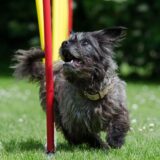 シニア小型犬向けドライフードのレシピガイドライン