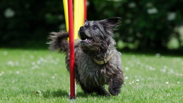 シニア小型犬向けドライフードのレシピガイドライン
