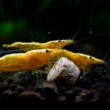 犬の目・関節・免疫を守る！アスタキサンチンの機能性とドッグフード配合のメリット