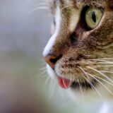 猫の嗜好性の仕組みとキャットフード開発への応用