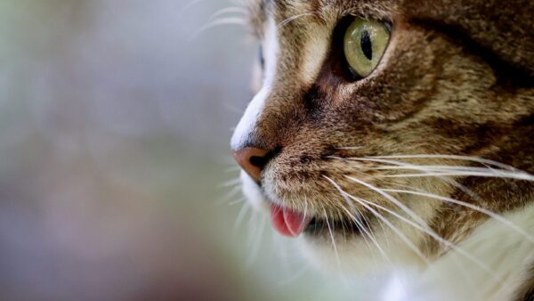 猫の嗜好性の仕組みとキャットフード開発への応用