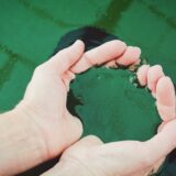 ペットフードにおけるマイクロアルゲ（微細藻）の可能性