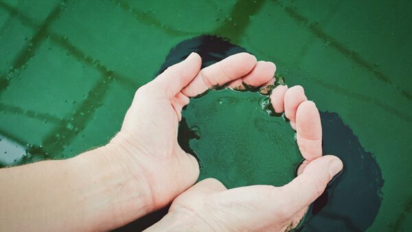 ペットフードにおけるマイクロアルゲ（微細藻）の可能性