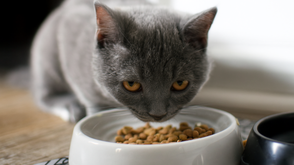 成猫向けドライキャットフードの設計ガイドライン