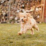 小型犬子犬向けドライドッグフード設計ガイド
