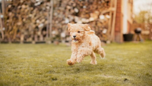 小型犬子犬向けドライドッグフード設計ガイド