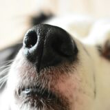 犬の嗜好性の仕組みとドッグフード開発への応用