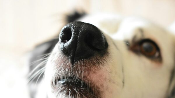 犬の嗜好性の仕組みとドッグフード開発への応用