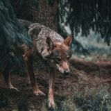 狼の食性に基づく現代犬向けドッグフード設計の指針