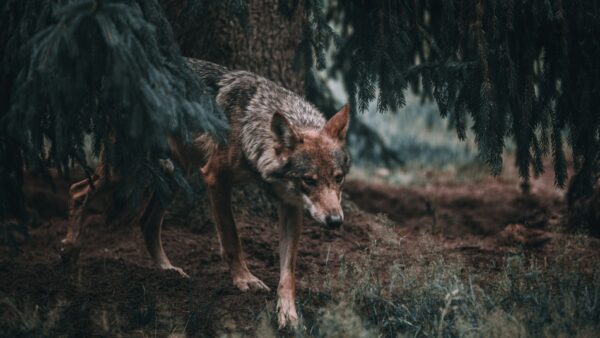 狼の食性に基づく現代犬向けドッグフード設計の指針