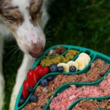 犬向け手作り食の栄養不完全リスクが示す事業機会の創出