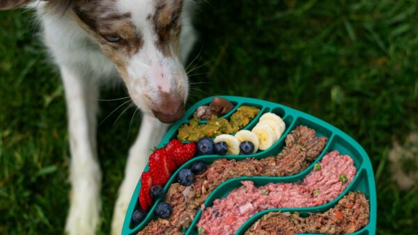 犬向け手作り食の栄養不完全リスクが示す事業機会の創出