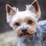 Weight-Loss Dog Food Does Not Sell: How to Design Recipes That Help Dogs Avoid Gaining Weight