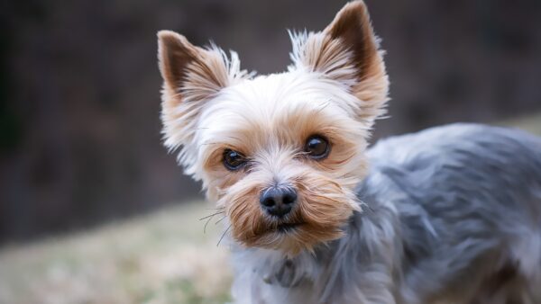 Weight-Loss Dog Food Does Not Sell: How to Design Recipes That Help Dogs Avoid Gaining Weight