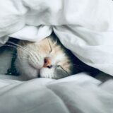 Practical Formulation of Stress-Care Foods for Cats: L-Theanine, Tryptophan, and α-Casozepine