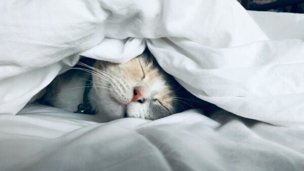 Practical Formulation of Stress-Care Foods for Cats: L-Theanine, Tryptophan, and α-Casozepine
