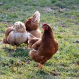 OEM Design of Dog Food for Suspected Chicken Allergy: Meat, Poultry Meal, Chicken Fat, and Egg