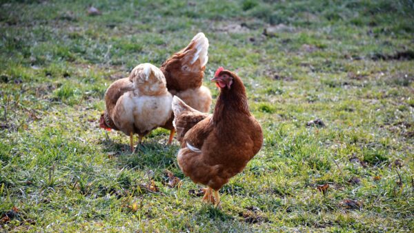 OEM Design of Dog Food for Suspected Chicken Allergy: Meat, Poultry Meal, Chicken Fat, and Egg