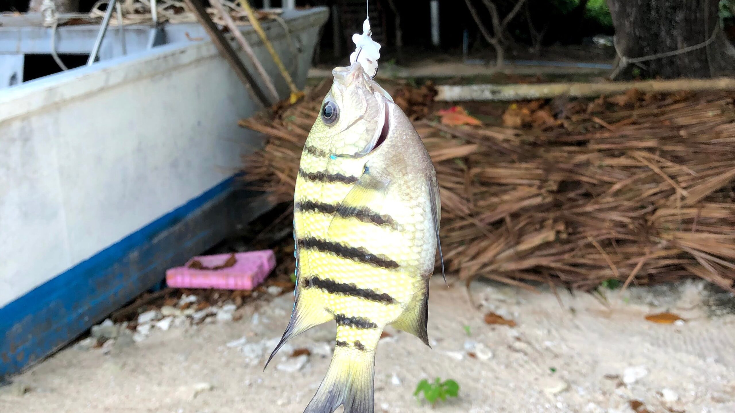 マンノーク島で釣り