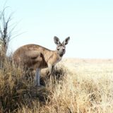 高蛋白低脂肪のカンガルー肉を使ったドッグフードの可能性