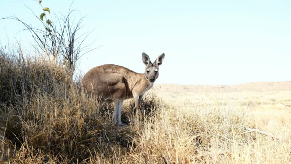 高蛋白低脂肪のカンガルー肉を使ったドッグフードの可能性