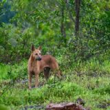 新奇タンパク質のインセクト（昆虫）を野生の犬は食べている