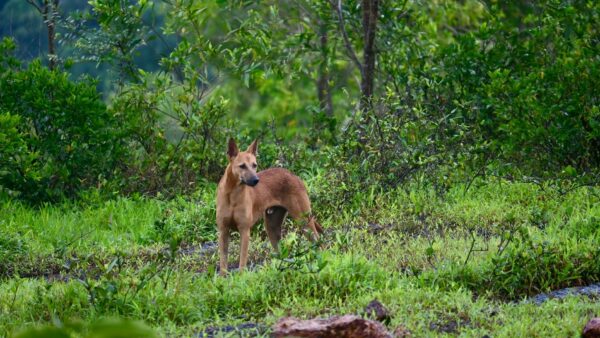 新奇タンパク質のインセクト（昆虫）を野生の犬は食べている