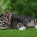 猫は炭水化物を消化できないってホント？意外な真実！