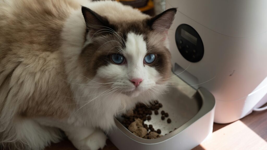 バランスの取れた食事の重要性