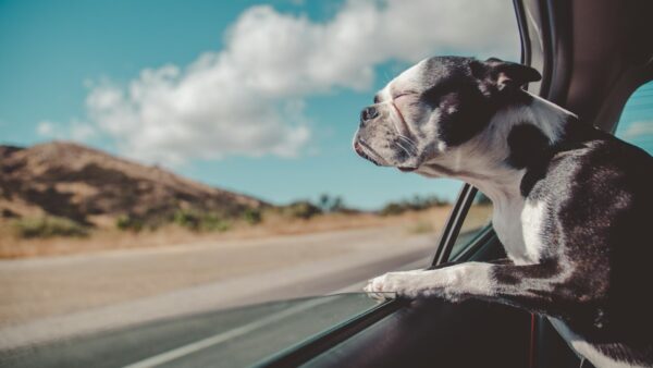 ペットメーカー必見！犬のアレルギー改善に役立つ栄養素