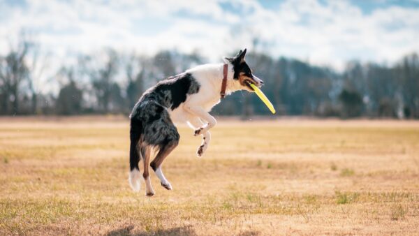 犬や猫の関節をサポートするペットフードの原材料選び