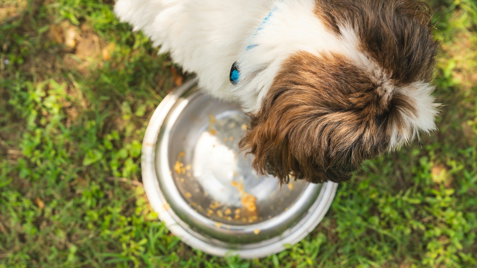 犬が摂取できる炭水化物量