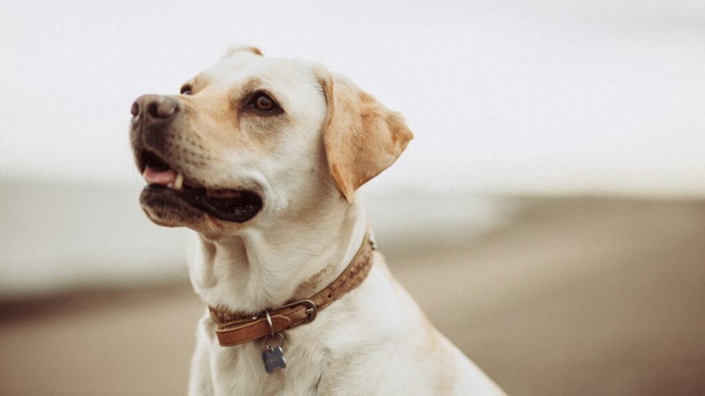 犬は炭水化物を必要するの？