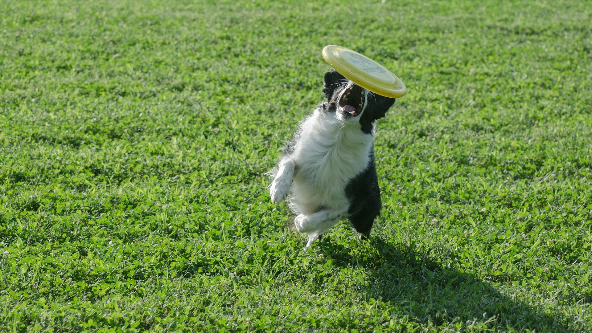 炭水化物が犬に与えるメリット