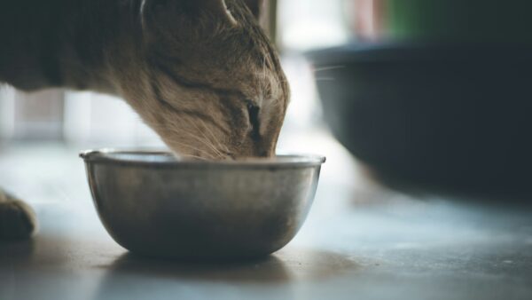 犬猫用総合栄養食の給与量設定とラベル表示実務ガイド