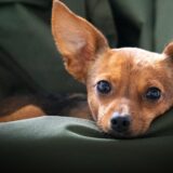 小型犬向けドライフードOEMの処方設計｜機能性原材料の選び方と開発時の注意点